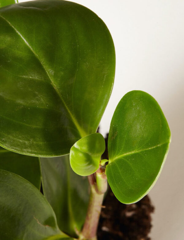 Peperomia Obtusifolia