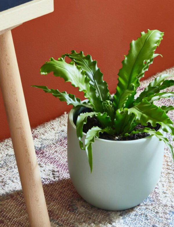 Bird's Nest Fern