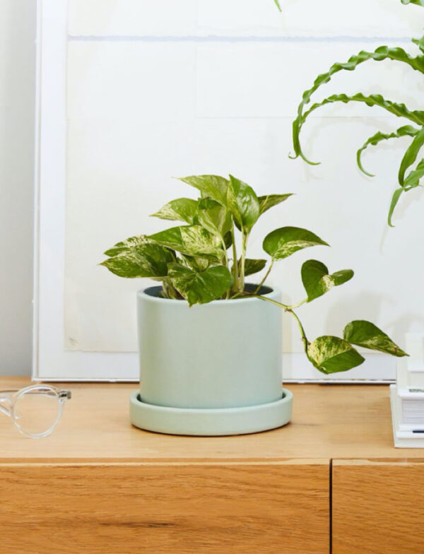 Marble Pothos