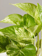 Marble Pothos