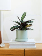 Calathea Rattlesnake